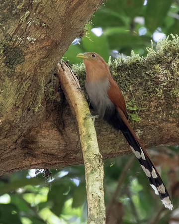 Panama, Squirrel Cuckoo_3341