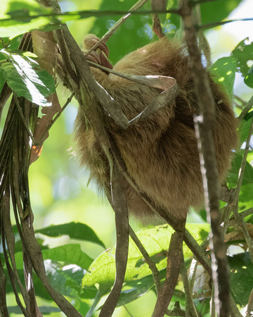Panama, Three-toed Sloth_3275