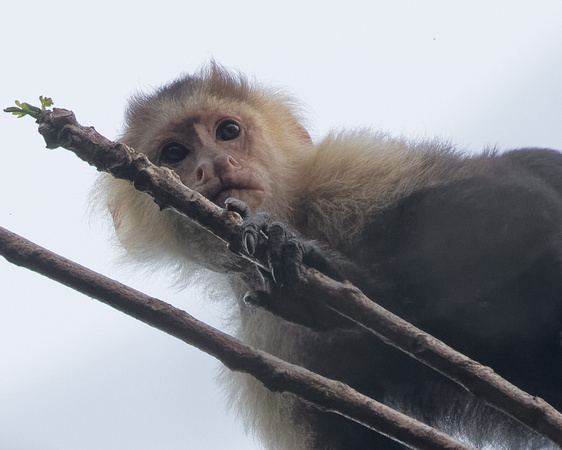 Panama, White-faced Capuchin_2932