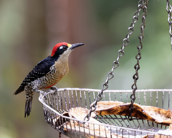 Panama, Woodpecker sp_4265