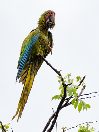 Costa Rica Green Macaw_4140133