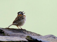 Costa Rica Rufous-collared Sparrow_4030018