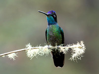 Costa Rica Talamanca Hummingbird_4030363