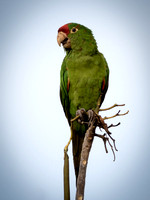 Costa Rica Red-lored Parrot_4180166