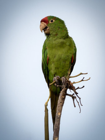 Costa Rica Red-lored Parrot_4180166