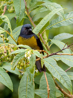 Costa Rica Black and Yellow Silky Flycatcher_4030559