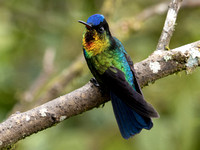 Costa Rica Fiery-throated Hummingbird_4030898