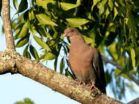 Costa Rica Red-billed Pigeon_4030099