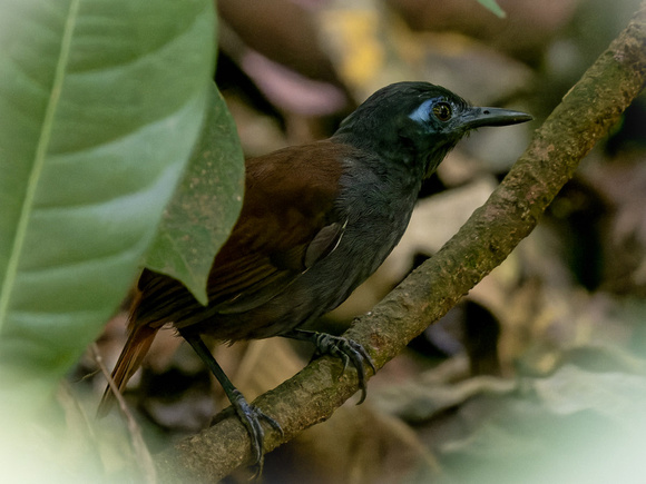 Costa Rica Chestnut-backed Antbird_4061695