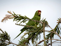 Costa Rica Red-lored Parrot_4180147